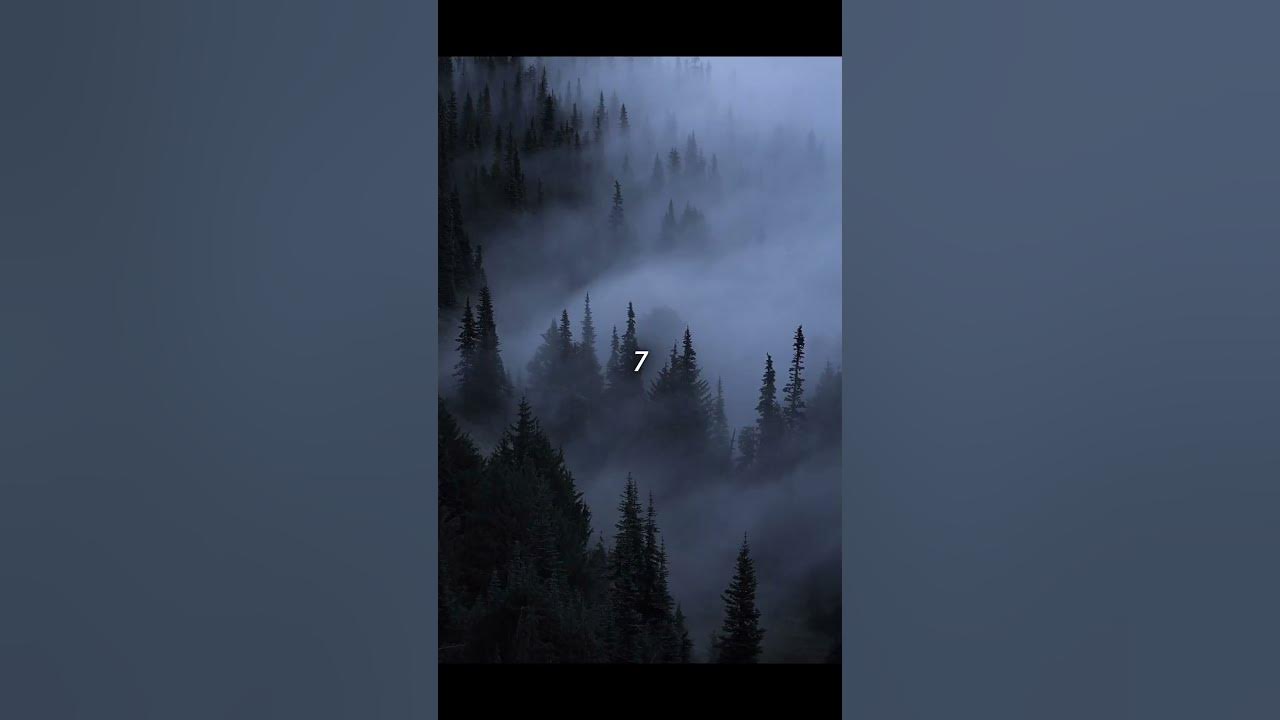 Who remembers this song #fyp #nostalgia #forest #nature #trending Who remembers this song #fyp #nostalgia #forest #nature #trending
