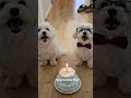 happy bday mary! #rnkdoggo#birthdaygreeting