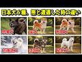 日本犬6種が山で熊と出会ったら?性格や特性の違いから行動を考察