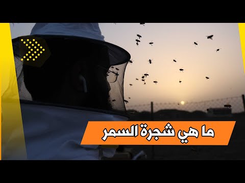 ما لا تعرفه عن شجرة السمر مناحل الثنيان