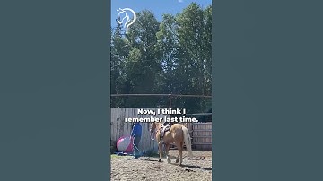Working With A Buddy Sour Rescue Horse! Part 7! | The Horse Guru - Michael Gascon