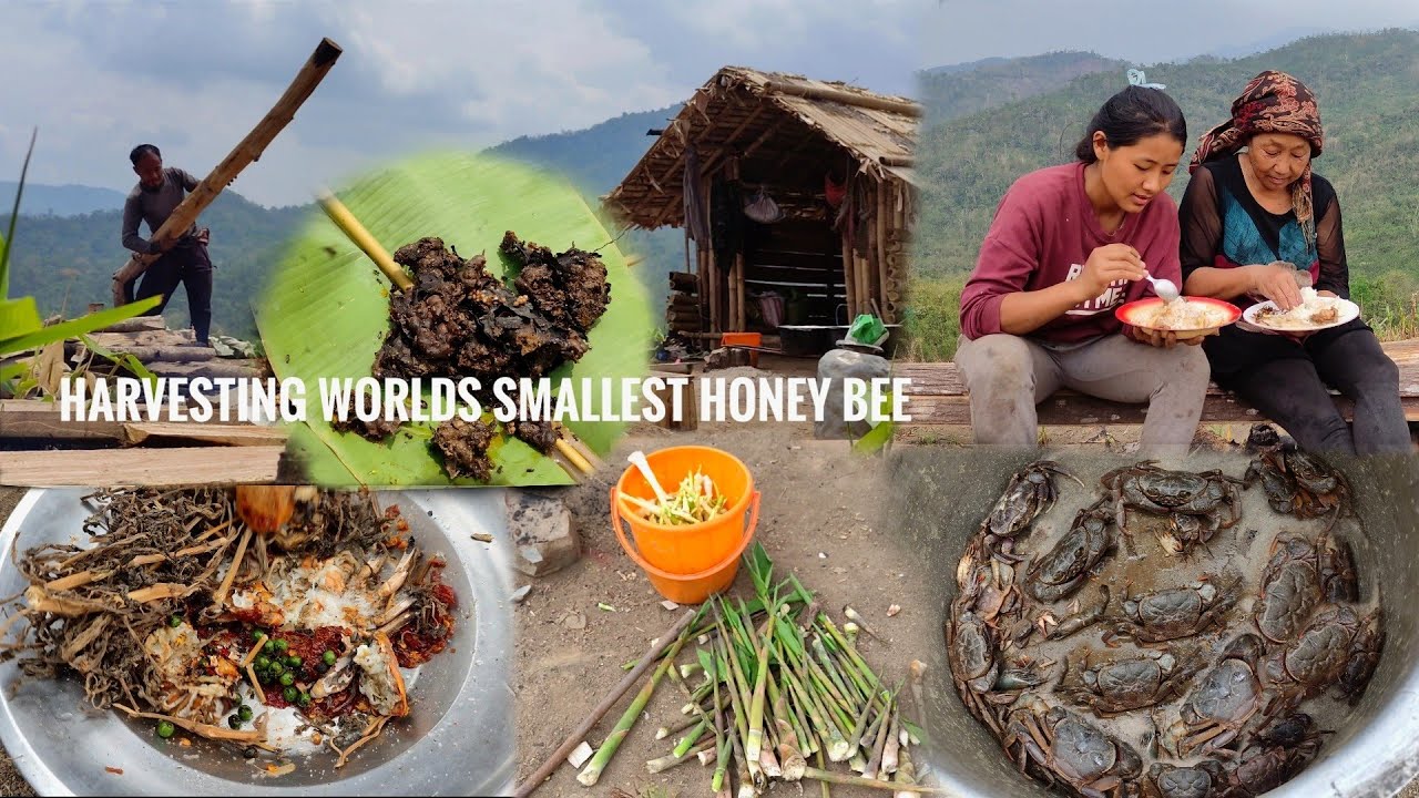 harvesting stingless bee MELIPONA | baby bamboo shoots | catching crabs | Naga farmers Activities.