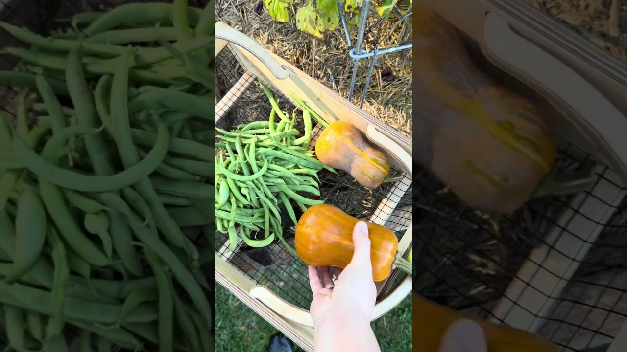 Harvesting in October! Harvesting Honeynut squash! #whentoharvestsquash #gardenharvest