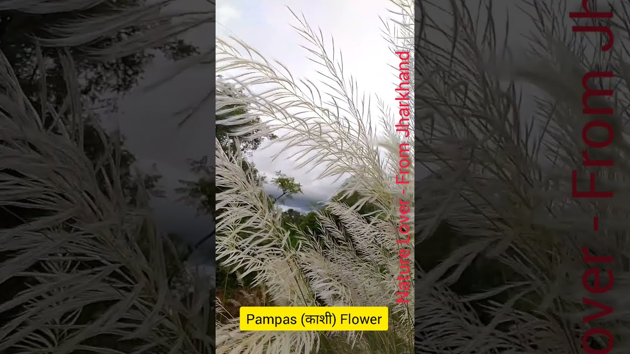 Shorts/Pampas Flower/Pampas Grass/Flower Planting/काशी/Flower Grafting/Nature Lover - From Jharkhand