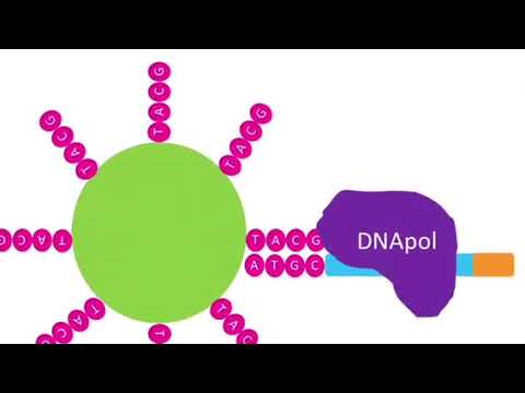 Video: ¿Qué significa apirasa?