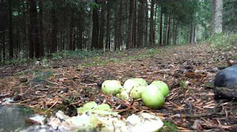 army boots crushed apples