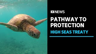 UN secures first-ever High Seas Treaty to protect 30% of the world's oceans by 2030 | ABC News