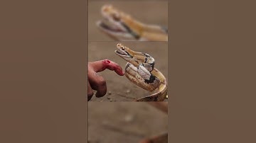 Cảnh báo nguy cơ rắn & động vật có nọc độc cắn mùa mưa lũ #ivie #iviebacsioi #baoyagi #tintuc24h