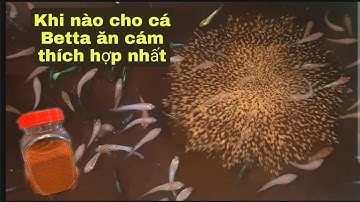 Khi nào cho cá betta ăn cám là thích hợp nhất #betta #bettafish
