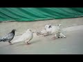 pigeon| pigeonsbaby| kabooter|  lovebirds|pigeons| kabooter ki video| #shorts #freefire #ytshorts
