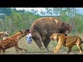 The Hyena Attacks The Baby Of The Brown Bear And The Lion S Help Crushes The Hyena S Head The Hyena Attacks The Baby Of The Brown Bear And The Lion S Help Crushes The Hyena S Head