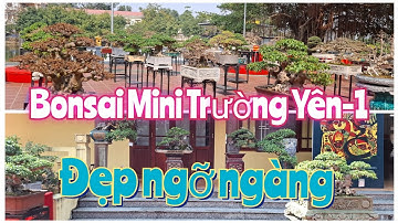 ZBV-TY1:Triển lãm Bonsai Mini  tại Trường Yên Chương Mỹ với  nhiều tác phẩm quý#bonsaiminidep