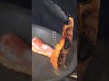 【牛乳で濃厚ソース】鮭のクリームソース風煮込み