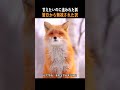 甘えたいのに追われた狐｜翌日から無視された訳