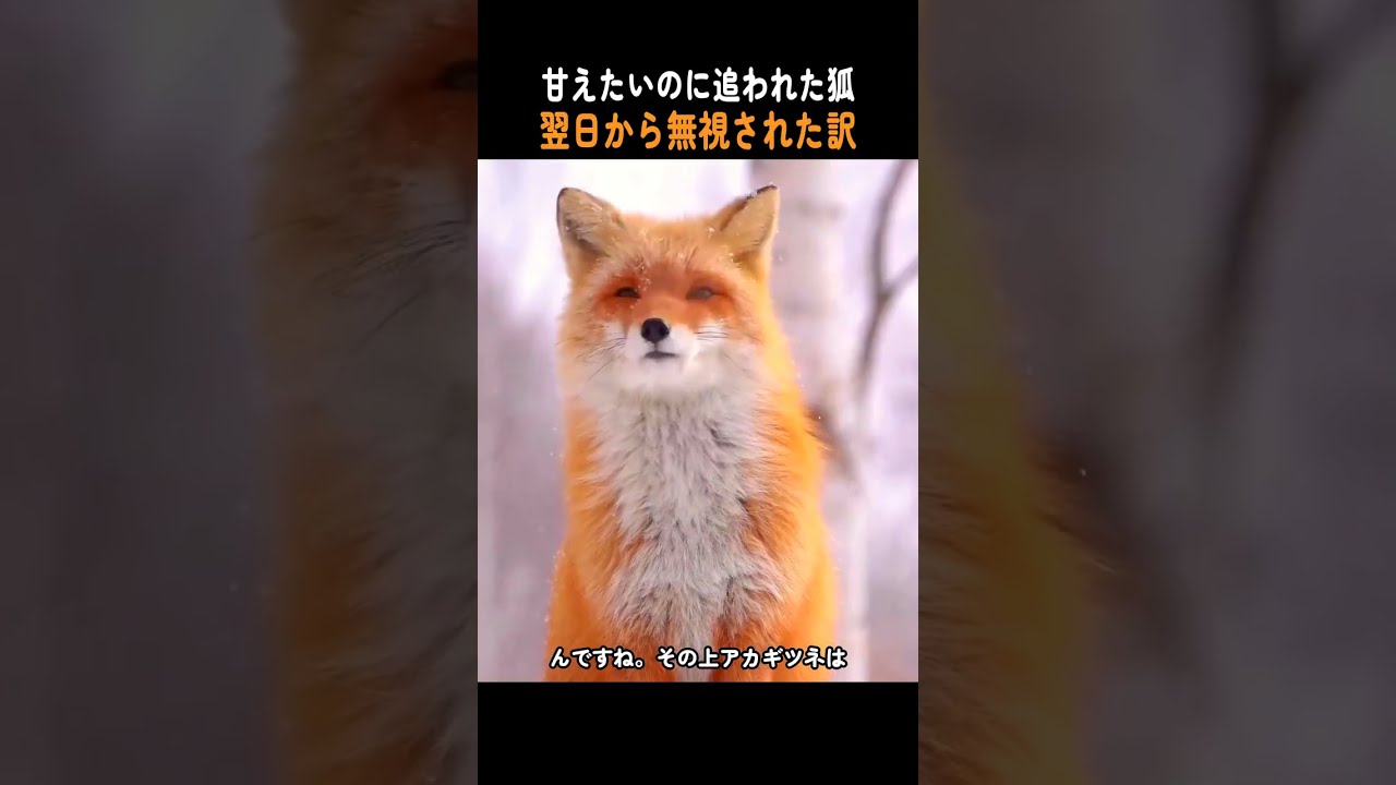 甘えたいのに追われた狐｜翌日から無視された訳