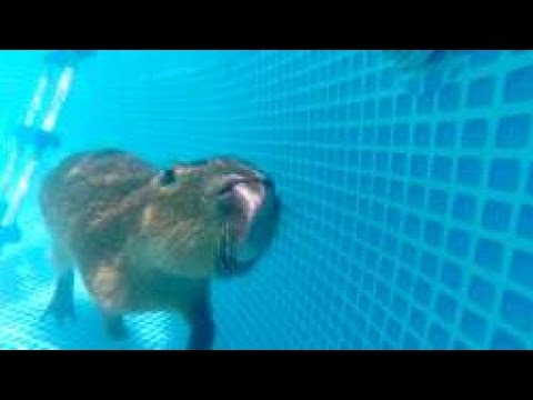 Thumb of Capybara Can Stay Submerged Underwater For Up To Five Minutes video