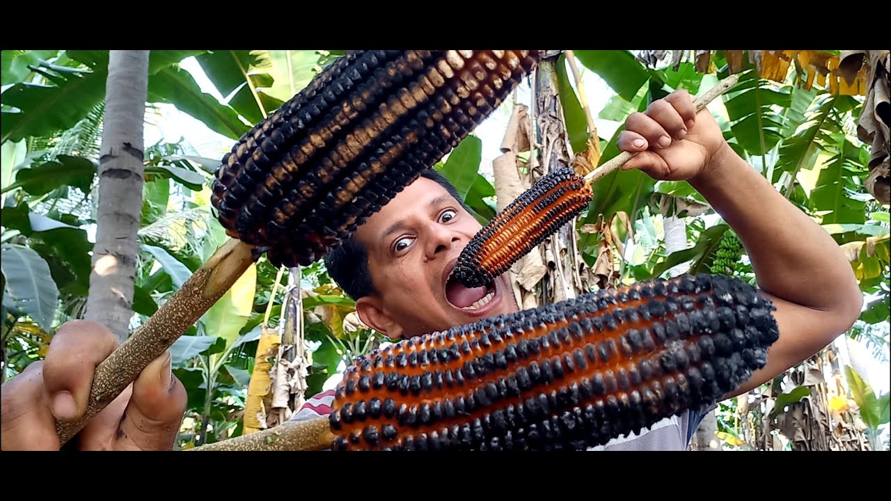 Big Sweet corn roasting my village sweet corn recipe big food big cook YouTube