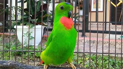 Serindit Pikat Ngeriwik Memanggil & Mbeset merayu || Cocok untuk Pancingan & Terapi burung Serindit