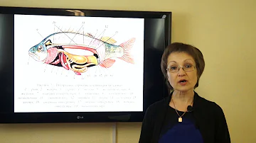 Козина Е.А. Биологические особенности питания рыб