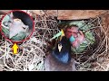 MOM Feeds Baby Grasshopper &amp; COLLECTS BACK POOP SACS | birds in Nest | EP 6 DAY 2