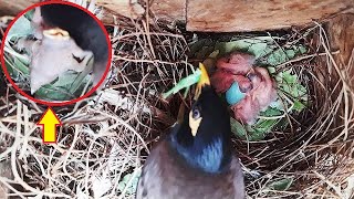 MOM Feeds Baby Grasshopper &amp; COLLECTS BACK POOP SACS | birds in Nest | EP 6 DAY 2