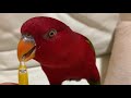 Red birb “Yay! FANTA Orange II”..... can't open the cap