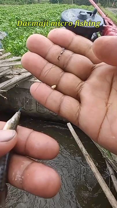 Cara Pasang Umpan Mancing Ikan Uceng Umpan Biskuit Go Potato #1358