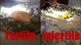 How to Tell if a Bearded Dragon Egg is Fertile
