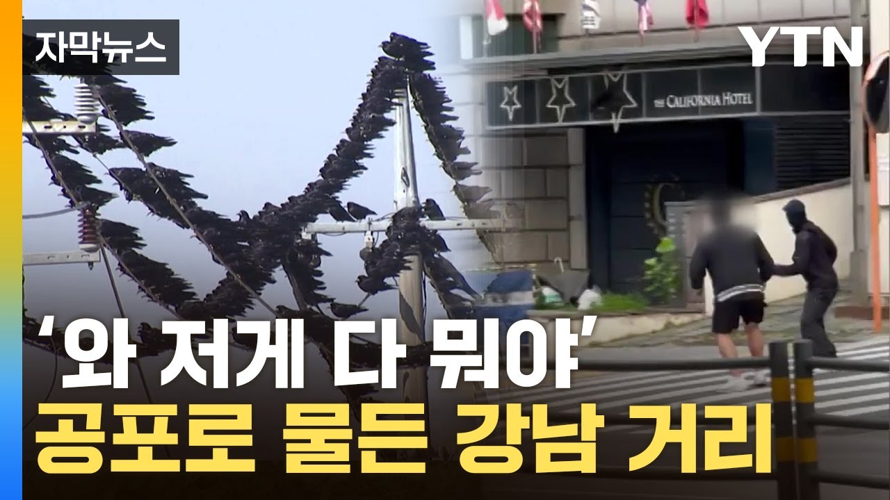 [자막뉴스] 푸드덕 거리더니 사람 공격…강남 지나다 '식겁' / YTN