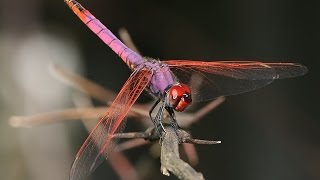 Did You Know | Trithemis annulata