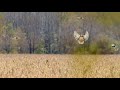 A pile of ducks in a patch of millet