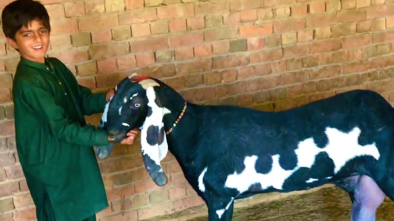 Beetle bakriyon ka shauk