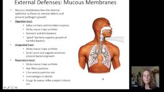 Lecture 19 Immune System