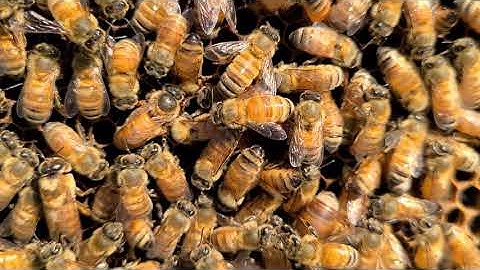 Always check your queens 2 days after they hatch! Here