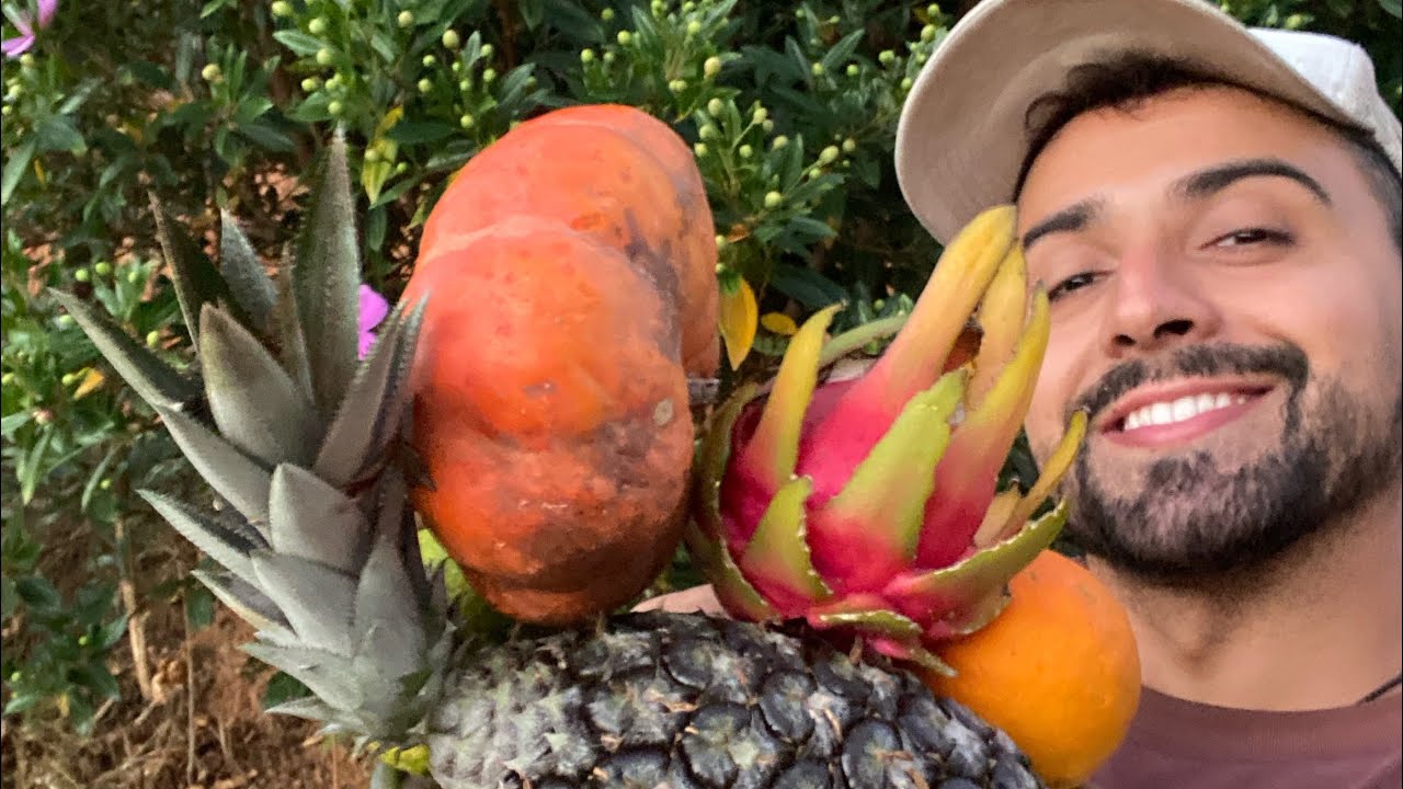 🍍 COLHEITA NA ROÇA DE PRODUTOS NATURAIS E ORGÂNICOS - FRUTAS COLHIDOS NA MINHA CHÁCARA | GUTIZGRILO