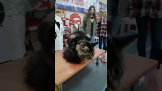 #выставка кошек#мейнкункотята #мейнкунсмоленск