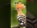 the unique Hoopee Bird