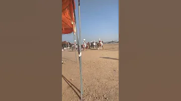 کراچی کے گھوڑے 