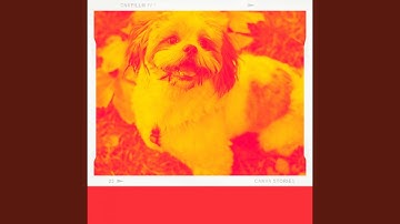 Fun Moods for Resting Pups