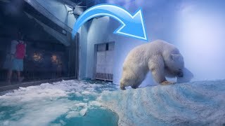 Traurigster Eisbär der Welt - Tierquälerei im chinesischen Einkaufszentrum