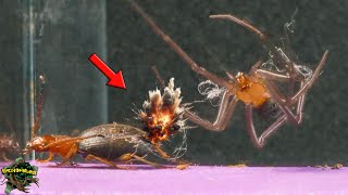 YOU HAVE TO SEE THIS! Bombardier BEETLE and FALSE Black Widow  EPIC Encounter