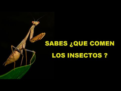 Video: Que Y Como Comen Los Insectos