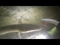 Unterwasser & nachts: Aale füttern,  Teichrose, Seerose im Frühjahr.