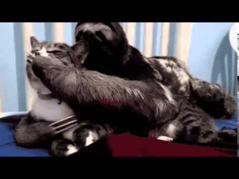 gif-compilation-from-2014-03-09-and-2014-03-06,-cat,-cats,-funny,-gif