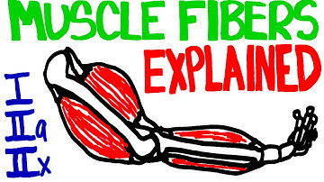 Muscle Fibers Explained - Muscle Contraction and Muscle Fiber Anatomy