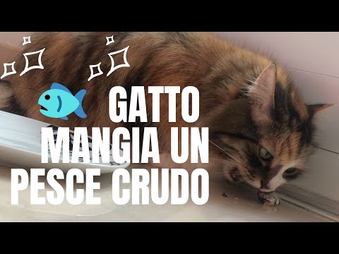 Come un gatto