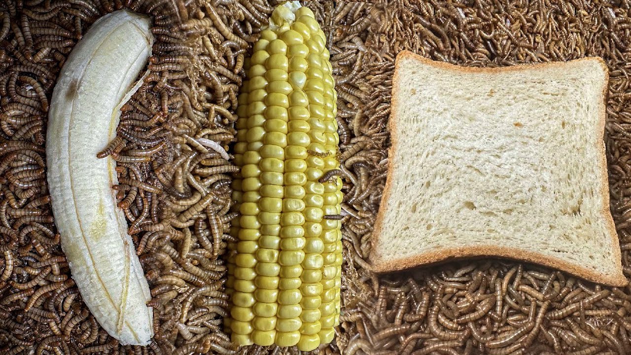 10'000 Mealworms VS Food compilation!! l Mealworms VS Banana, Bread
