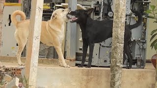 Great VillageDogs!!!!! Shepherd Meeting Dandie Dinmont Terrier In the street near home by Jenny Virote jirawat 24,932 views 5 years ago 3 minutes, 44 seconds