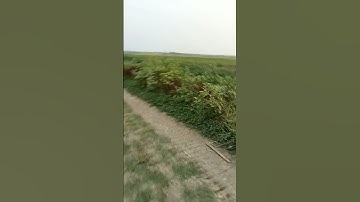 Friendship #Pascal letoublon #shorts #viral #tranding #entertainment #video @YTVLOGER8287