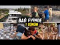 BAĞ EVİNDE 1 GÜNÜM-KAMELYE VE ÇİT YAPIMI